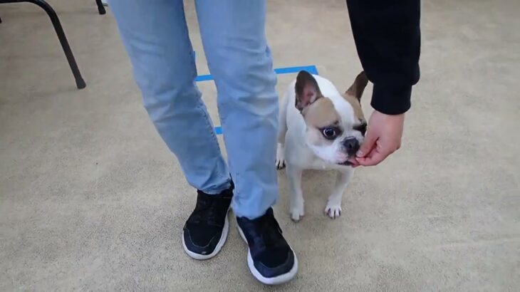 犬の幼稚園 はなちゃんとトレーニング