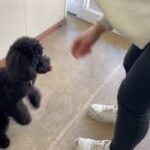 犬の幼稚園 かいくんとトレーニング