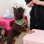 犬の幼稚園 コアくんとトレーニング