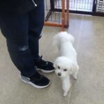 犬の幼稚園 源くんとトレーニング