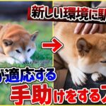 【犬 旅行】引っ越しや避難で愛犬が挙動不審！新しい環境に馴れる手助けをする方法【解説】