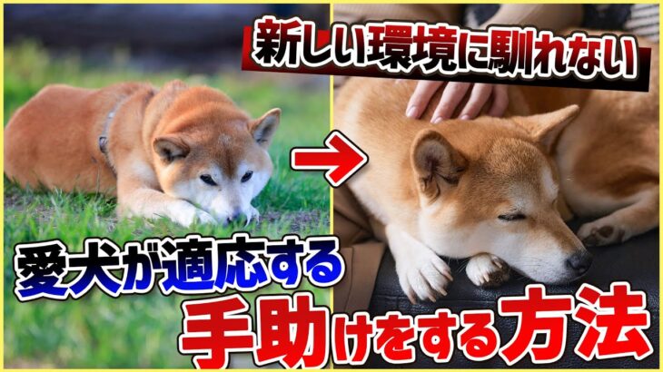 【犬 旅行】引っ越しや避難で愛犬が挙動不審！新しい環境に馴れる手助けをする方法【解説】