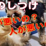 家族に攻撃をする犬の電話しつけ相談３