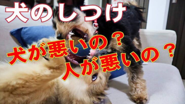 家族に攻撃をする犬の電話しつけ相談３