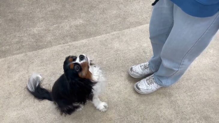 犬の幼稚園 トイちゃんとトレーニング