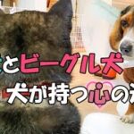 【柴犬】【ビーグル犬】【多頭飼育】【異犬種】同じ生活環境で、同じ時間を過ごしている柴犬とビーグル犬。どうしてビーグル犬だけこんなことになった？柴犬の独立心とビーグル犬の依頼心の違い