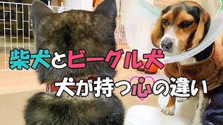 【柴犬】【ビーグル犬】【多頭飼育】【異犬種】同じ生活環境で、同じ時間を過ごしている柴犬とビーグル犬。どうしてビーグル犬だけこんなことになった？柴犬の独立心とビーグル犬の依頼心の違い