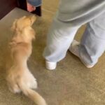 犬の幼稚園 にこまるくんとトレーニング