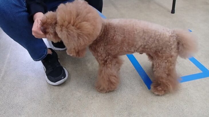 犬の幼稚園 たろうくんとトレーニング