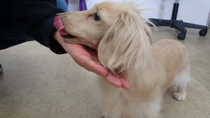 犬の幼稚園 にこまるくんとトレーニング