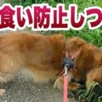 犬の拾い食いをやめさせるしつけ方散歩中編【獣医師解説】