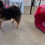 犬の幼稚園 こきりちゃんとトレーニング