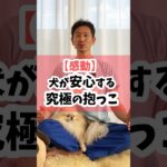 【感動】犬が安心する究極の抱っこ #犬 #犬のしつけ #犬のいる暮らし