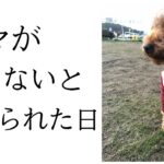 保護犬が唯一心を開いたママがいない日【繫殖引退犬】