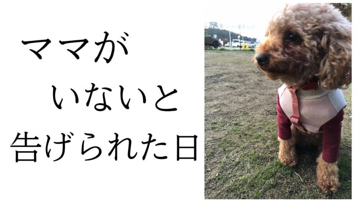 保護犬が唯一心を開いたママがいない日【繫殖引退犬】