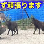 甲斐犬達が大変です！