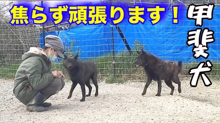 甲斐犬達が大変です！