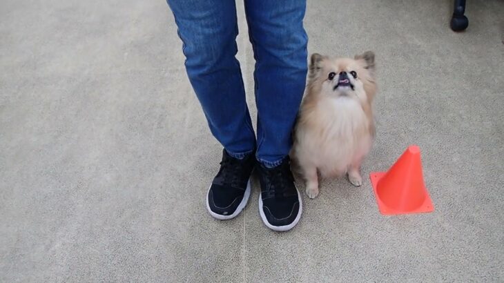 犬の幼稚園 くるみちゃんとトレーニング