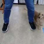 犬の幼稚園 むぎくんとトレーニング