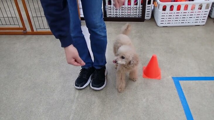 犬の幼稚園 ぴっぴちゃんとトレーニング