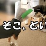 【柴犬】【ビーグル犬】【異犬種】【多頭飼育】朝から活動的で騒がしいビーグル犬。そのビーグル犬をほぼ相手することなく、ゆっくりと過ごしたい柴犬。