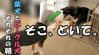 【柴犬】【ビーグル犬】【異犬種】【多頭飼育】朝から活動的で騒がしいビーグル犬。そのビーグル犬をほぼ相手することなく、ゆっくりと過ごしたい柴犬。