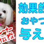 目からうろこ！しつけが楽にできたドッグトレーナーから教えられたおやつ（ご褒美)の効果的な与え方