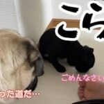 しつけをミスると大変なことになります