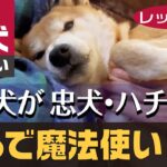 ダメ犬が忠犬ハチ公に変わる【まるで魔法使い】