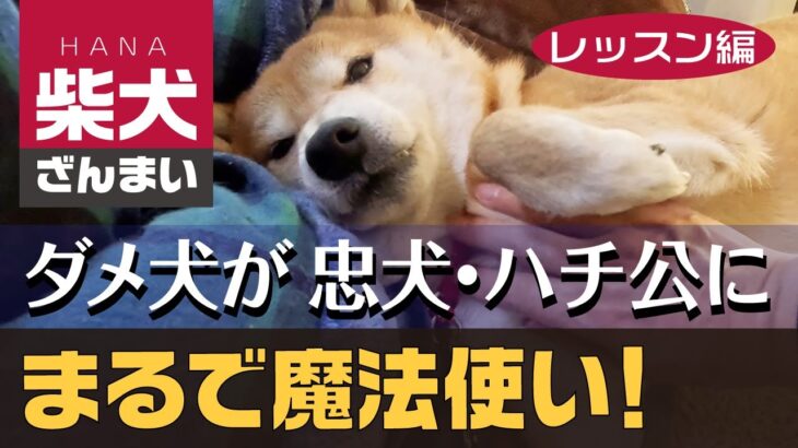 ダメ犬が忠犬ハチ公に変わる【まるで魔法使い】