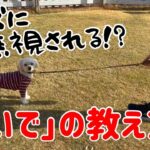 【犬しつけ】リードが外れた時に呼んでも来てくれない！？おいでの練習方法！【呼び戻し】【マルプー】