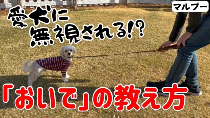 【犬しつけ】リードが外れた時に呼んでも来てくれない！？おいでの練習方法！【呼び戻し】【マルプー】