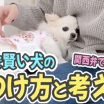 犬を飼ったらすぐに始めたい「素直で賢い犬」のしつけ方と考え方【関西弁でしゃべる犬】