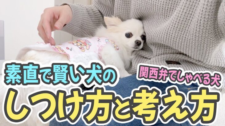 犬を飼ったらすぐに始めたい「素直で賢い犬」のしつけ方と考え方【関西弁でしゃべる犬】