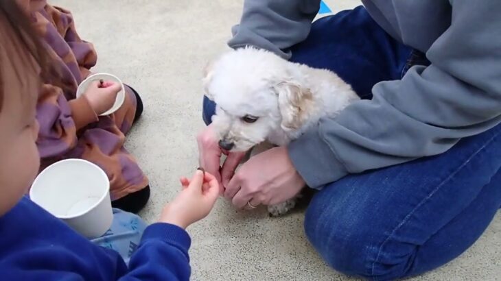 犬の幼稚園 にこちゃんとトレーニング