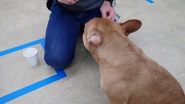 犬の幼稚園 レオくんとトレーニング