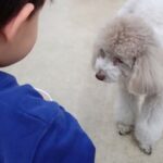 犬の幼稚園 ハニちゃんとトレーニング