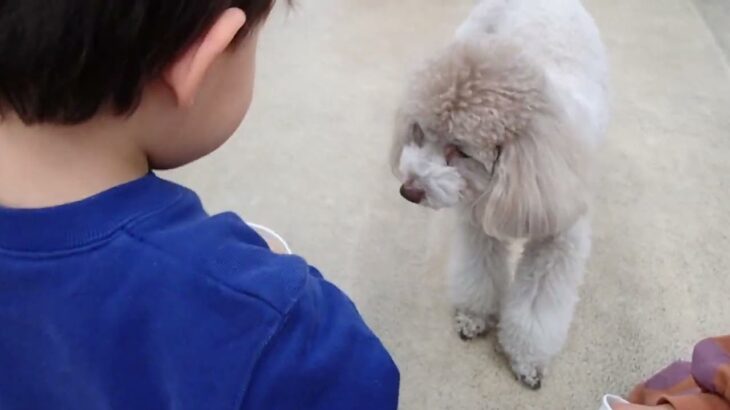 犬の幼稚園 ハニちゃんとトレーニング