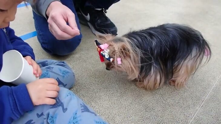 犬の幼稚園 花ちゃんとトレーニング