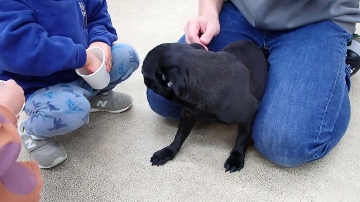 犬の幼稚園 あぐりちゃんとトレーニング