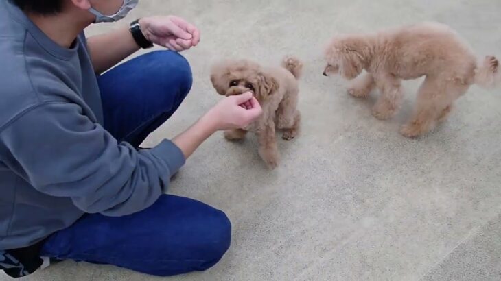 犬の幼稚園 アナちゃん＆ぴっぴちゃんとトレーニング