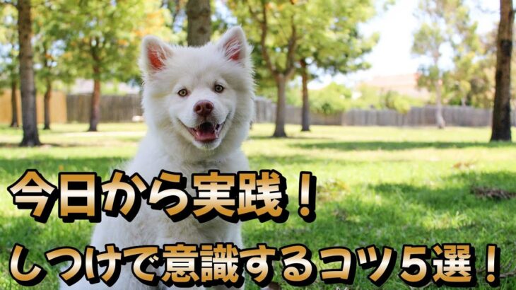 今日からできる！　初心者が意識したい愛犬のしつけのコツ５選