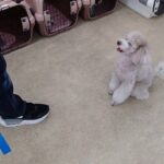 犬の幼稚園 ハニちゃんとトレーニング