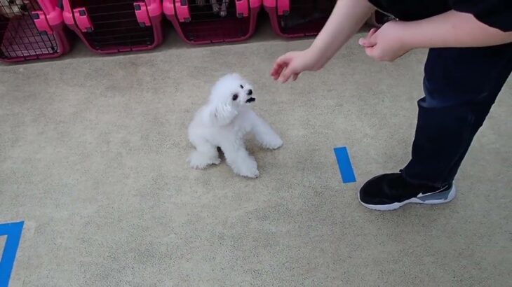 犬の幼稚園  バニラちゃんとトレーニング