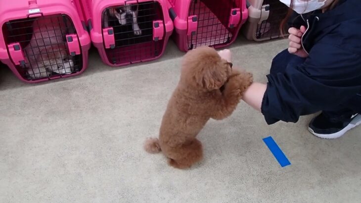 犬の幼稚園 りあんちゃんとトレーニング