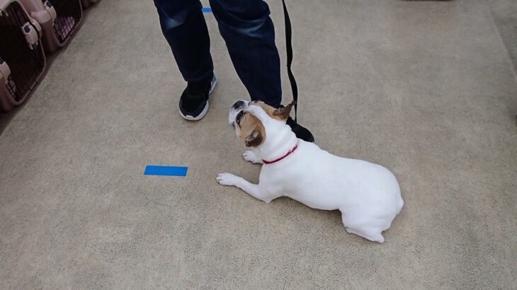 犬の幼稚園 はなちゃんとトレーニング