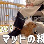 【犬のしつけ】 子犬でもすぐにマスター！役に立つ「マット」の練習方法！