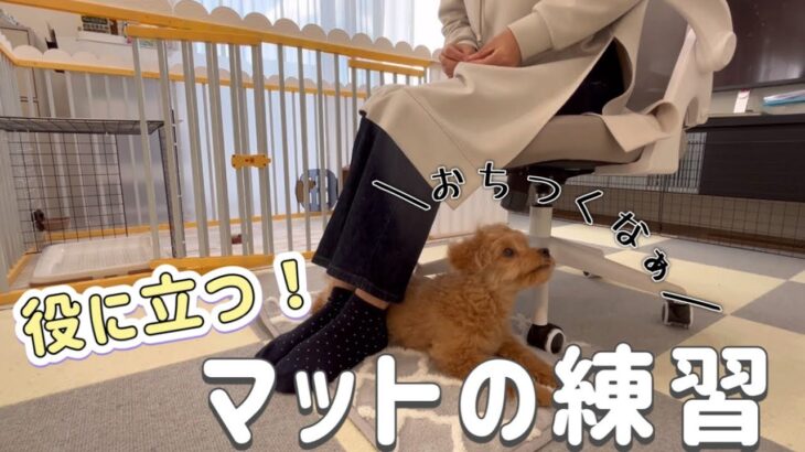 【犬のしつけ】 子犬でもすぐにマスター！役に立つ「マット」の練習方法！