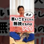 犬が悪いことしたら無視はアリ？（正確には飼い主が望まない事したら） #犬 #犬のしつけ #犬のいる暮らし