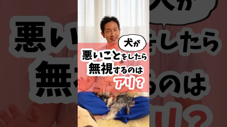 犬が悪いことしたら無視はアリ？（正確には飼い主が望まない事したら） #犬 #犬のしつけ #犬のいる暮らし